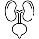 Urinary Tract